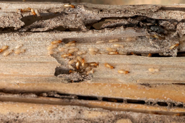 Professional Pest Control in West Fairview, PA